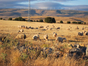 Pecore e capre con GPS? La transumanza dei big data definisce i percorsi per i pastori di domani